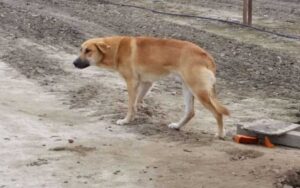 Cane abbandonato ha aspettato il suo umano per giorni