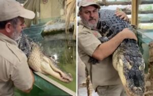 VIDEO: Uomo porta sulle sue spalle un grosso coccodrillo, il filmato è diventato virale