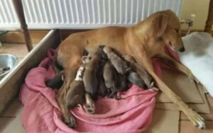 Cagnolina nonostante ciò che le avevano fatto si stava prendendo cura dei suoi 12 cuccioli