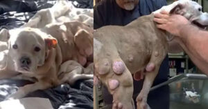 Abbandona il proprio cane con un tumore per strada, viene salvato da un angelo
