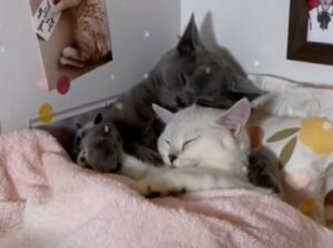 Coppia di gattini si ama moltissimo e la loro mamma umana li protegge (VIDEO)