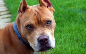 Quello che avrebbero dovuto dirmi prima di adottare il mio pitbull in un canile