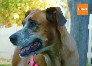Cucciola di cane Scarlett riesce a trovare finalmente la felicità (VIDEO)
