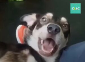 Cucciolo di cane Heli sopravvive nonostante le condizioni disperate (VIDEO)