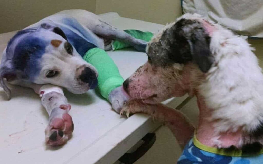 Cucciolo si trovava sul tavolo operatorio quando un altro cane poggia la zampa sulla sua