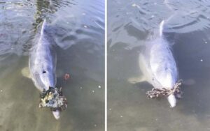 Delfino porta doni dal fondo dell’oceano per ricevere in cambio cibo