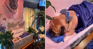 Uomo organizza un funerale per ricordare e celebrare il suo amato cane
