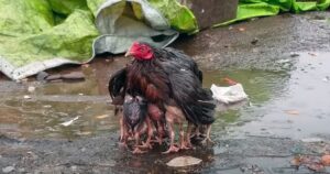 VIDEO: Gallina protegge i suoi figli dalla pioggia sotto le sue ali