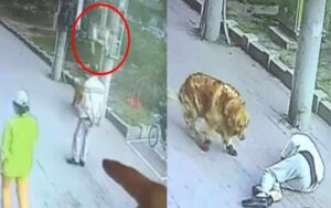 Video: Golden Retriever con le scarpe ha un’incontro insolito con un gatto caduto dal cielo