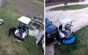 Video: Cane alla guida di un cart da golf, si schianta contro la Jeep del padrone, e va via con indifferenza