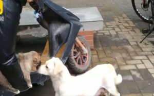 Il video di una madre costretta a dire addio al suo cucciolo, ha fatto piangere migliaia di persone