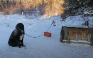 Cane incatenato per 4 anni a meno 20°. Maltrattato e pieno di ferite