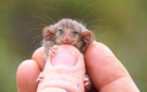 Trovato piccolo Opossum Pigmeo sopravvissuto ai terribili incendi in Australia