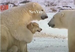 Degli orsi polari e un cane hanno un rapporto unico e meraviglioso (VIDEO)