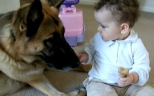 VIDEO: Bambina ruba l’osso al cane, la reazione del pastore tedesco diventa virale
