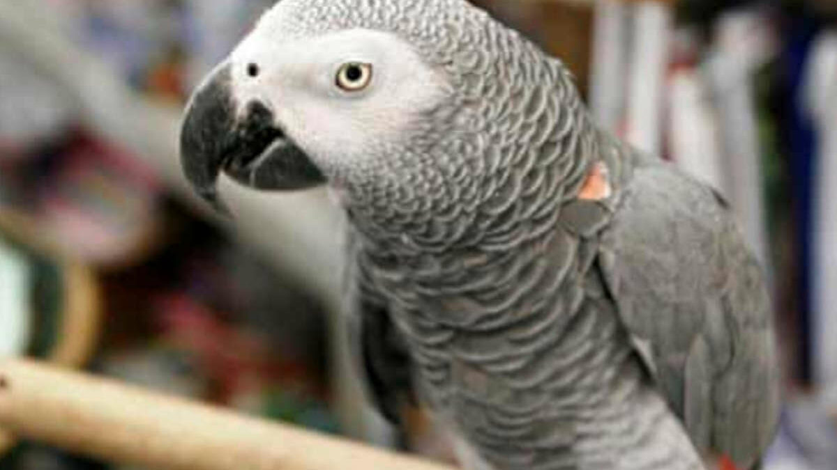 Pappagallo scompare con l'accento britannico ma quando torna a casa parla spagnolo