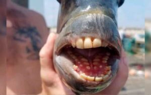 Pescatore trova pesce con denti “umani”