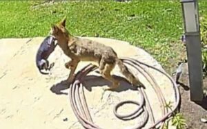Video: Chihuahua attaccato da un coyote, portato via mentre i proprietari urlano