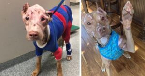 Cucciolo di Pitbull viene sfigurato dall’acido, ora ha una nuova vita