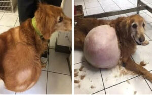 Cane abbandonato perché aveva una strana una protuberanza di 20 kg