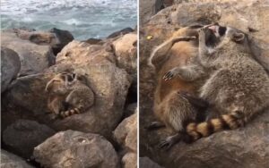 VIDEO: Coppia di procioni si riempie di baci sulla spiaggia