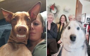 I 15 selfie migliori dei proprietari con i loro cani, le reazioni sono esilaranti