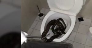 VIDEO: Trovano un serpente nel loro water, vengono salvati da un cacciatore di serpenti