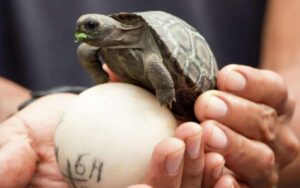 Le tartarughe delle Galapagos rinascono per la prima volta in 100 anni