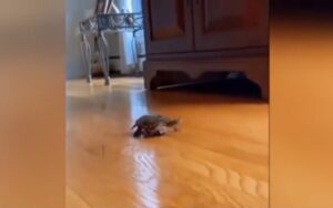 Tartaruga percorre il soggiorno della casa su una macchinina