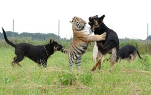 Tigri siberiane fanno amicizia con dei pastori tedeschi in un santuario per animali