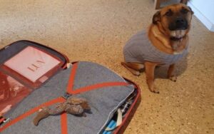 Cane mette il suo peluche preferito nella valigia del suo babysitter per portarlo con lui
