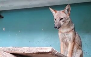 Famiglia scopre che il cane da loro acquistato non è un cane