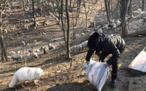 170 volpi salvate da un allevamento di pelliccia, trasferite in un monastero buddista