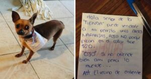 Manda il suo cucciolo al negozio per non uscire di casa, il piano è un successo