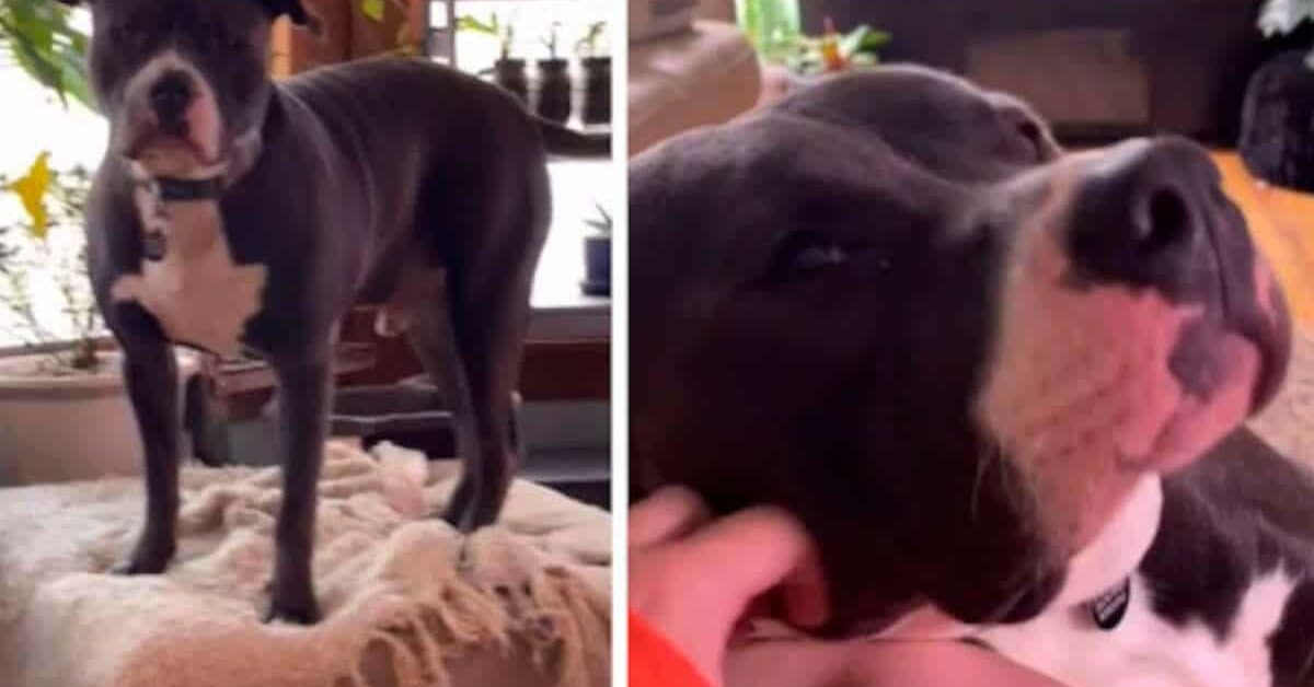 Pitbull che cresce con i gatti "fa le fusa" ogni volta che il suo