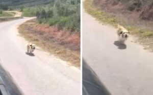 Cucciola corre dietro un’auto sperando si fermi, chiede disperatamente aiuto