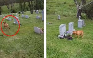 Cucciolo visita il cimitero, tra tante lapidi  riconosce quella della sua amata nonna (Video)