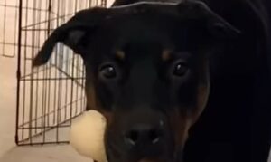 Il Doberman Steven finge di spaventare il suo proprietario (VIDEO)