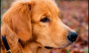 Il Golden Retriever Freddie ha trovato un dolcissimo amico mentre aspettava la proprietaria