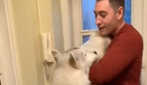 Un Husky incontra un cucciolo della sua stessa razza (VIDEO)