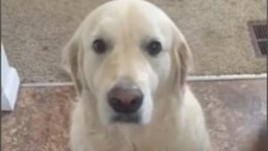 Labrador chiede scusa al suo fratellone Golden Retriever (VIDEO)
