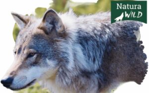 ARRIVA NATURA WILD: IL MARCHIO ZOODIRECT ISPIRATO ALLA NATURA