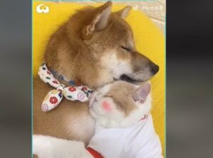 Uno Shiba Inu e un gattino hanno un rapporto davvero unico (VIDEO)