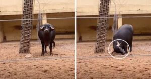 VIDEO: Bufalo aiuta una tartaruga in difficoltà, spingendola con le corna