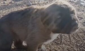 Cagnolina disperata piangeva perché la sua mamma l’ha abbandonata per sempre (VIDEO)