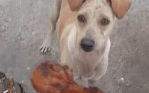 Giovane dà da mangiare a una cagnolina che mendicava cibo, lei scappa e lui decide di seguirla