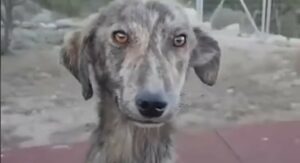 Il cagnolino Figo ha trovato la felicità grazie all’aiuto di un uomo (VIDEO)