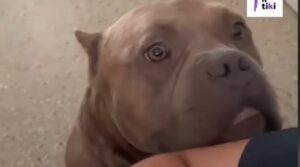 Il cagnolone Cangri adora nuotare e farlo lo rende molto felice (VIDEO)