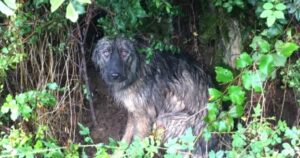 Cane viene abbandonato sotto la pioggia e aspetta che la sua famiglia torni a prenderlo