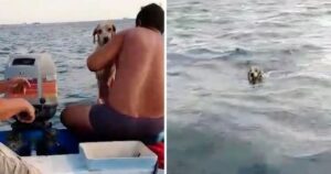 Pescatori salvano un cane che nuotava da ore per salvarsi la vita